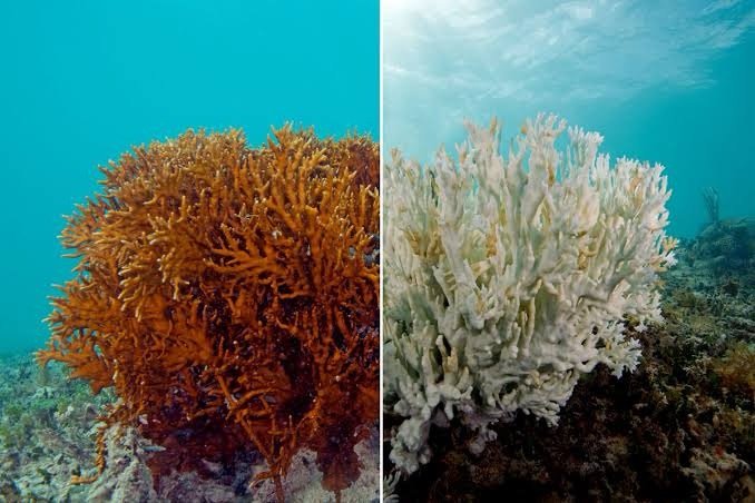 significant decline in coral cover in the Lakshadweep archipelago
