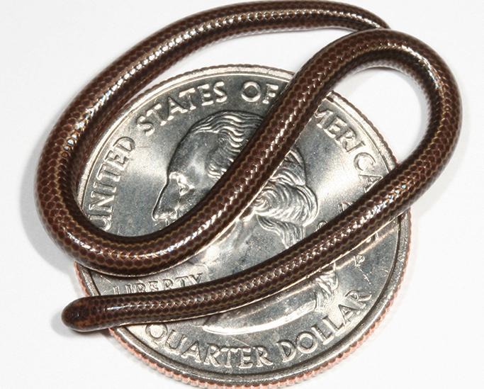 Rediscovery of the World’s Smallest Snake: Barbados Threadsnake